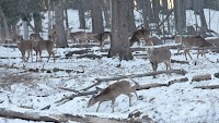 IM to explore phasing out park deer pen