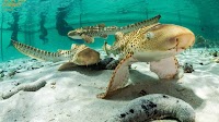 Conservationists raise sharks to restore reefs in waters around Thailand