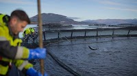 Scottish salmon export value sets record in H1 2025, on track to surpass GBP 1 billion