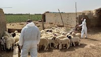Iraq’s Dhi Qar: First hemorrhagic fever case of 2025 - Shafaq News