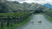 The Best New Zealand Wines of 2024