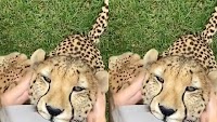 Viral: Cute Cheetah enjoying ear rub
