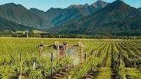 Optimism for New Zealand wine amid export woes