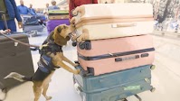 Man kicked and injured a CBP beagle during airport baggage search