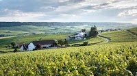 Champagne Tries to Stop the Rot