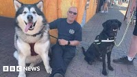 Dog owner on life with a 13-stone Alaskan Malamute
