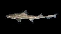 What does the shark say? Click, click, click