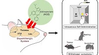 Adinazolam, a Benzodiazepine-Type New Psychoactive Substance, Has Abuse Potential and Induces Withdrawal Symptoms in Rodents