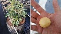 "The first nursery for avocado plant clonal propagation in Mexico"