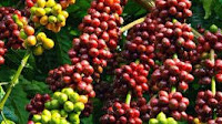 Uganda’s Coffee Exports Surge in April 2025, Earning Over $214m – MAAIF Report