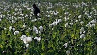 Opium is surging in Myanmar, a top heroin producer, since its military took over