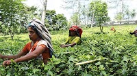 Sri Lanka’s value-added tea now makes up 58% of all shipments
