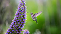 Commission secures ambitious EU negotiating mandate for triple COPs on climate, biodiversity and desertification