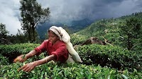 A bitter brew: For Sri Lanka’s tea estate workers, fair wage is still elusive