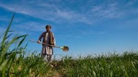 Afghanistan: FAO and UK launch GBP 10 million initiative to boost rural resilience and food security