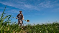 Afghanistan: FAO and UK launch GBP 10 million initiative to boost rural resilience and food security