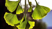 Ginkgo biloba: Health benefits, side effects and risks