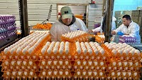 On the frontline against bird flu, egg farmers fear they're losing the battle : Shots - Health News