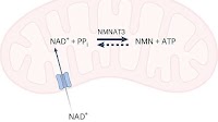 Newly discovered mechanism reveals NAD's role in aging and disease