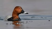 SOS from Hokersar Wetland