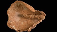 4,000-year-old lamp wicks discovered in central Israel