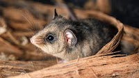 Last chance for the Mountain Pygmy-possum