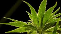 Article | NJ cannabis regulators punt social equity tax decision with commission split