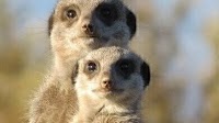 Comparing Meerkats? — Chromatography Can Help