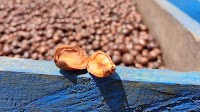 Go for the Gold (Mountain) in This New Sample Roasting Competition
