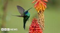 What is biodiversity and how are we protecting it?