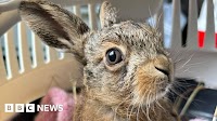 Farmer rescues baby hare in roadside C-section near Gretna
