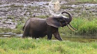 Forest Elephants are Now Critically Endangered – Here’s How to Count Them (English and French)