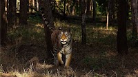 Zoos get SOS on endangered Indian species after biodiversity loss, climate change | Today News