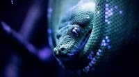 CISA: More than 300 critical infrastructure orgs attacked by Medusa ransomware