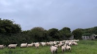 Sheep trade: Lamb prices steady as ewe offerings fall