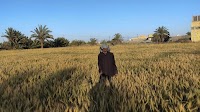 Harvesting Hope: Reversing Desertification through Conservation Agriculture for Sustainable Land Management in Southern Iraq