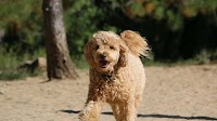 Doodle’s Unbothered Reaction to Indoor Dog Pen Has People Laughing Out Loud
