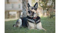 Lone Dell service dog to retire due to cancer