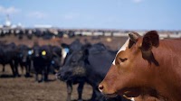 Kansas may be cattle country, but some residents are opposing a mega feedlot