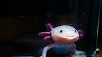 Why are axolotls suddenly so popular — and going extinct at the same time?