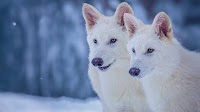 Did scientists genetically engineer the long-extinct dire wolf, or give gray wolf offspring its features?