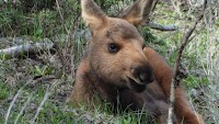 How to Stay Safe if You Encounter a Moose