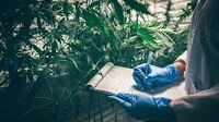How a Well-Regulated Texas Hemp Industry Can Promote Public Safety