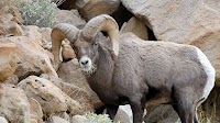 Utah Wildlife Board approves updates to bighorn sheep and mountain goat statewide management plans, other items