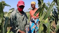 Mozambique farmers bet on water-saving tools to produce more with less