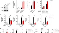 NLRX1 promotes immediate IRF1-directed antiviral responses by limiting dsRNA-activated translational inhibition mediated by PKR