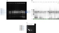 MOPS gel electrophoresis (A) and Bioanalyzer (B) showing the integrity...