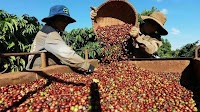 Vietnam’s coffee exports hit $4.2 bln in first 5 months