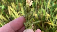 Discovery may flip the genetic script on fungal threat in wheat