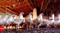 Chicken prices inch up in Andhra Pradesh as bird flu, heatwave, and low farmer margins push poultry secto